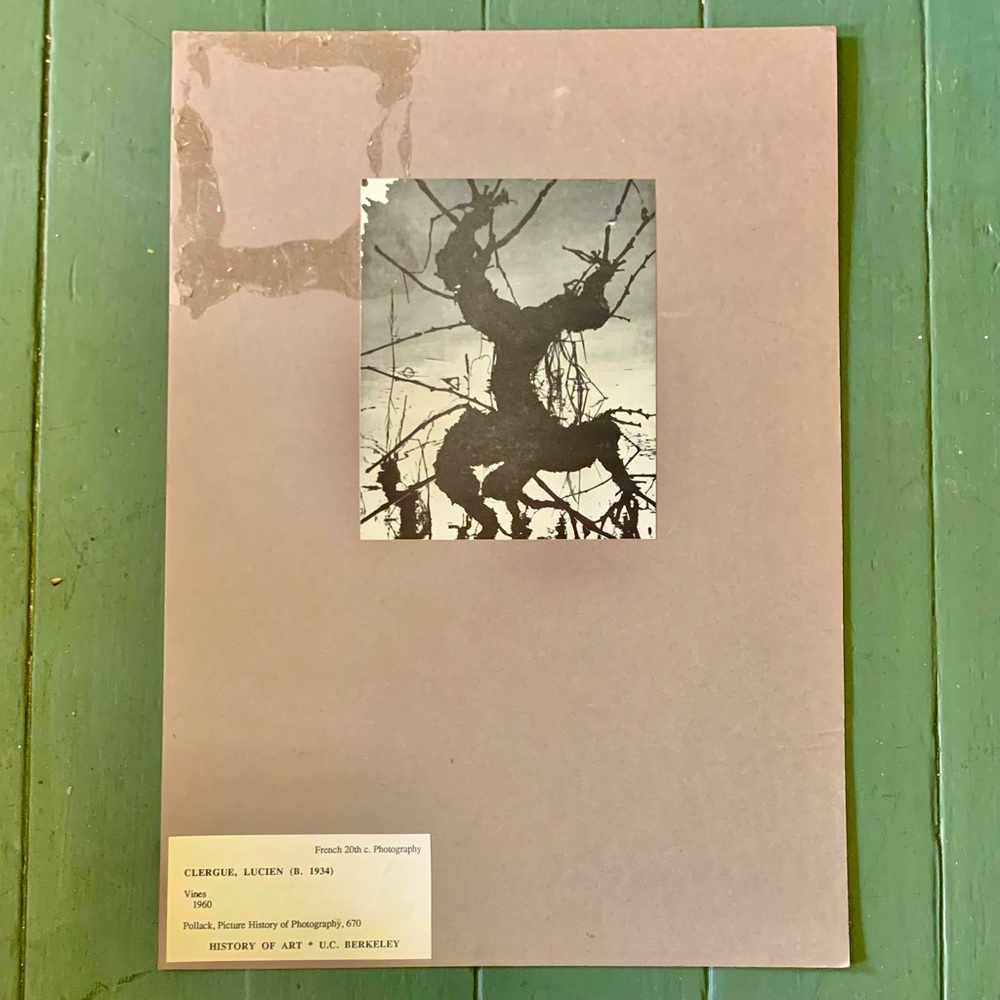 “Vines” Lucien Clergue, 1960
French Photograph VTG Historical Art Archive Print